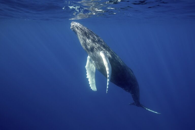 Rare underwater encounter with Humpback whale, Megaptera novaeangliae,Migratory pelagic marine life.
