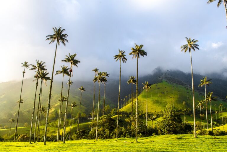 Cocora,Valley,In,Colombia