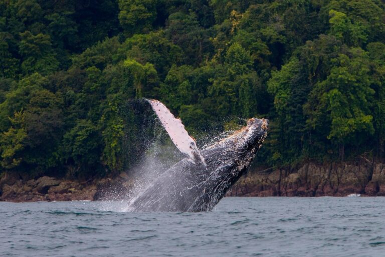 Humpback,Whale,Jumping,Out,Of,The,Water,Off,The,Coast