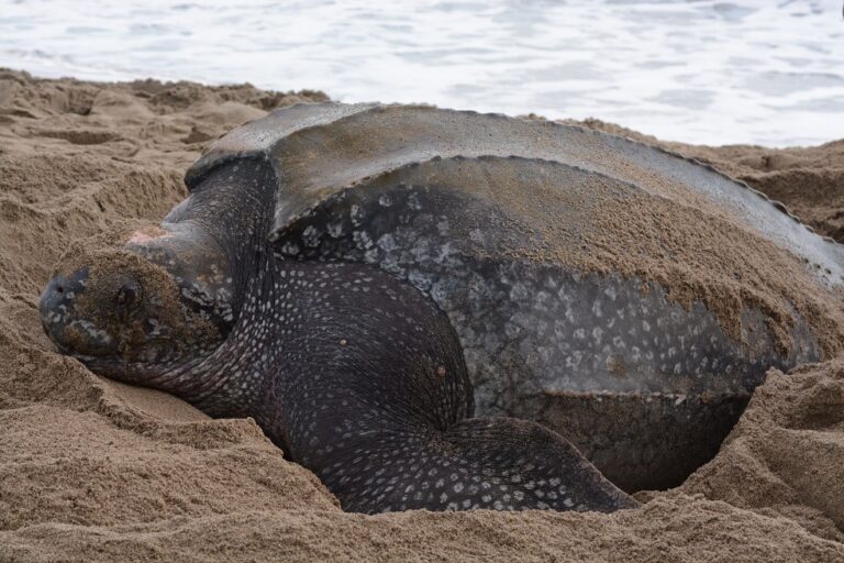 Leatherback,Turtle,Nesting.,Dermochelys,Coriacea.,Grand,Riviere,,Trinidad.,15,April