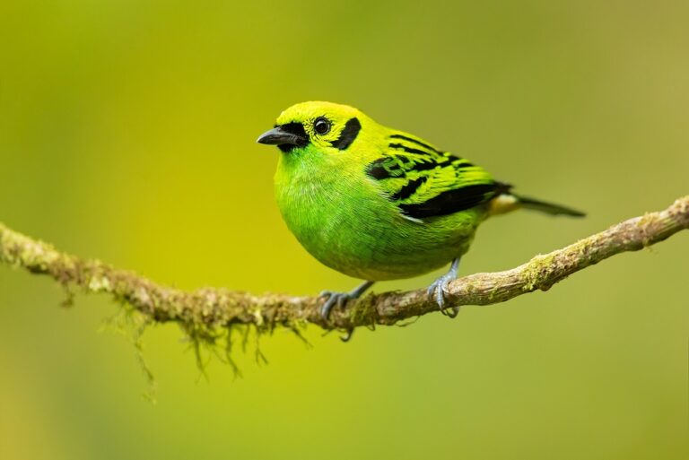 The,Emerald,Tanager,(tangara,Florida),Is,A,Species,Of,Bird