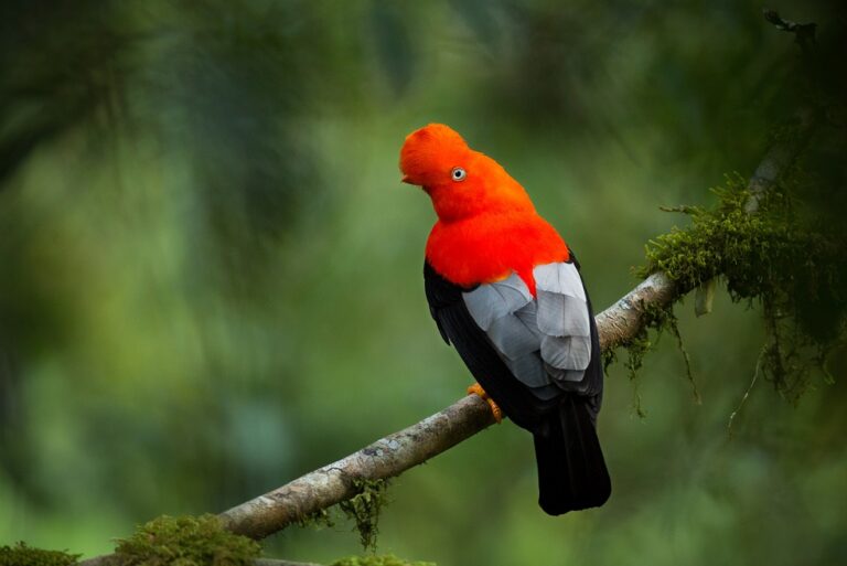 Andean,Cock-of-the-rock,In,The,Beautiful,Nature,Habitat,,Peru,,Wildlife,Pictures,