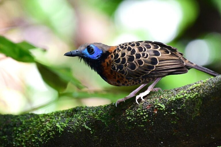 Beautiful,And,Rare,Ocellated,Antbird,Perched,On,A,Tree,Branch