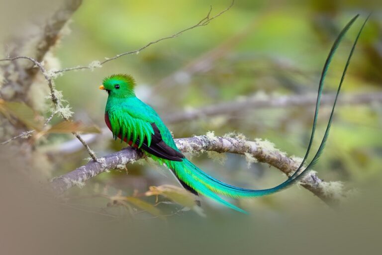 Resplendent,Quetzal,,The,National,Bird,Of,Guatemala