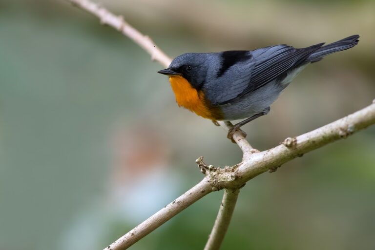 Adult,Flame-throated,Warbler,(oreothlypis,Gutturalis),Perched,On,A,Branch,In
