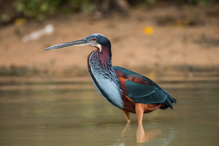 Agami,Heron,Photographed,In,Pantanal,Brazil